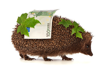 Image showing hedgehog with euro profit