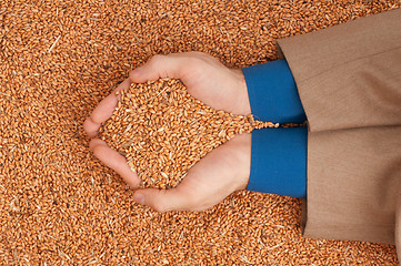 Image showing crop wheat