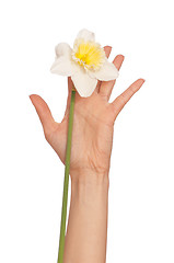 Image showing white narcissus