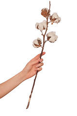 Image showing Cotton branch