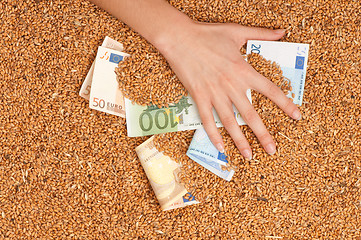 Image showing Monetary crop