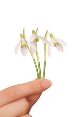 Image showing snowdrops