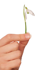 Image showing snowdrop