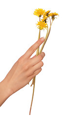 Image showing yellow dandelions