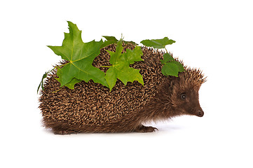 Image showing hedgehog with green leafs