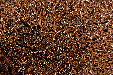 Image showing Prickles of a hedgehog