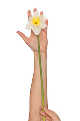 Image showing white narcissus