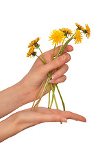 Image showing yellow dandelions