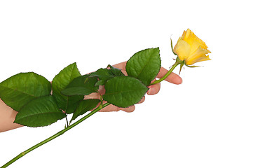 Image showing yellow rose