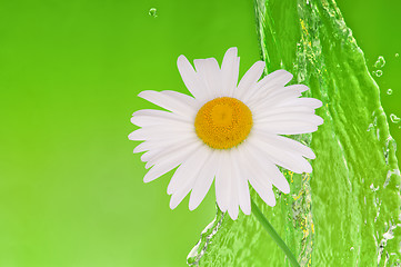 Image showing water with camomile