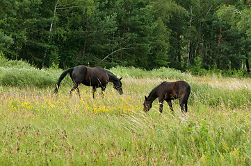 Image showing horse and foal