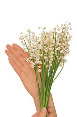 Image showing lily of the valley