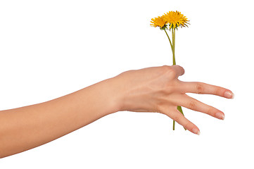 Image showing yellow dandelions