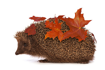 Image showing hedgehog with red leafs