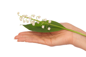 Image showing lily of the valley