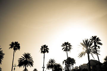 Image showing Sepia Palm Trees Silhouette