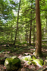 Image showing Connecticut Wooded Forest