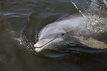 Image showing Beggar the Wild Florida Dolphin