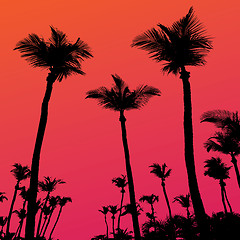 Image showing Palm Trees Sunset Silhouette