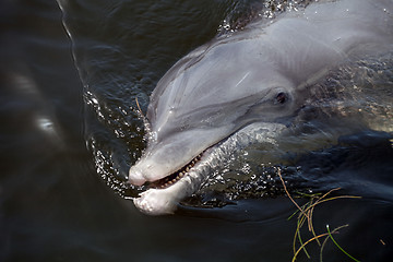 Image showing Cute Florida Dolphin