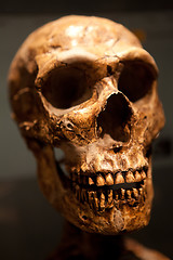 Image showing Old Skull