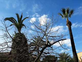 Image showing Palm trees and blue skies. Nicosia. Cyprus