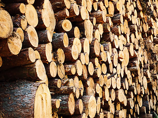 Image showing logs in the forest