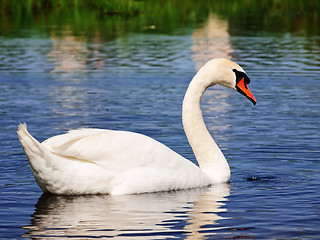 Image showing swan