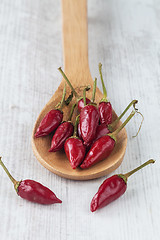 Image showing Hot chili pepper