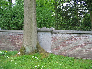 Image showing old grave hidden behind tree