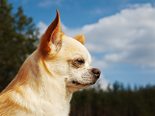 Image showing Chihuahua