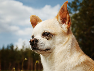 Image showing Chihuahua