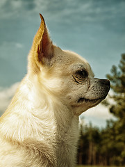 Image showing Chihuahua