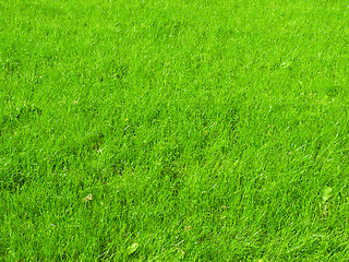 Image showing grass