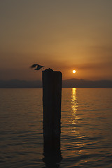 Image showing Seagull taking off