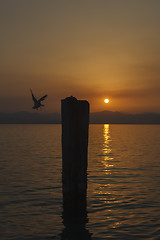 Image showing Seagull taking off