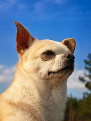 Image showing Chihuahua