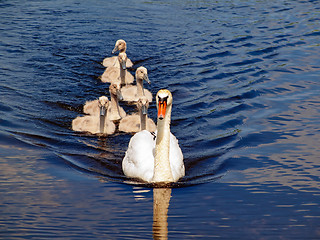 Image showing swan family