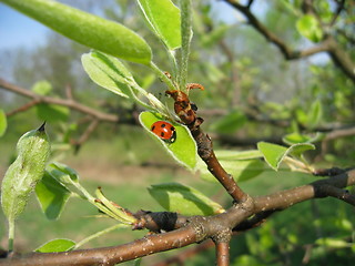 Image showing ladybird in tree