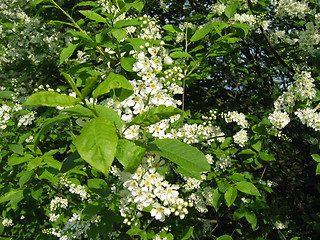 Image showing blossoming tree