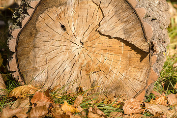 Image showing block of wood and autumn foliage