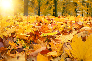 Image showing autumn colors with sun light in park