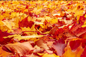 Image showing Fall orange and red autumn leaves on ground