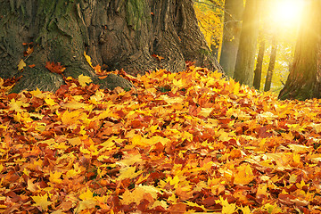 Image showing autumn colors with sun light in park