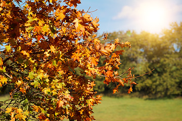 Image showing colorful autumn leaves on tree in park