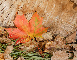 Image showing Autumn Leaves over wooden background