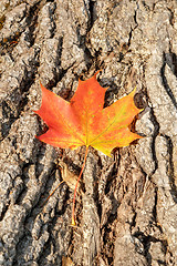 Image showing Autumn Leaves over wooden background