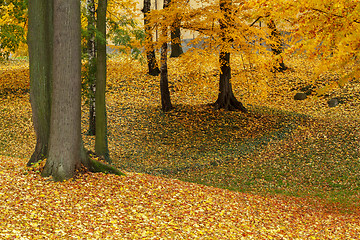 Image showing autumn colors in park