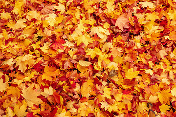 Image showing Fall orange and red autumn leaves on ground