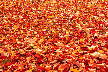 Image showing Fall orange and red autumn leaves on ground